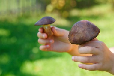 çocuklar ormanda mantar almak