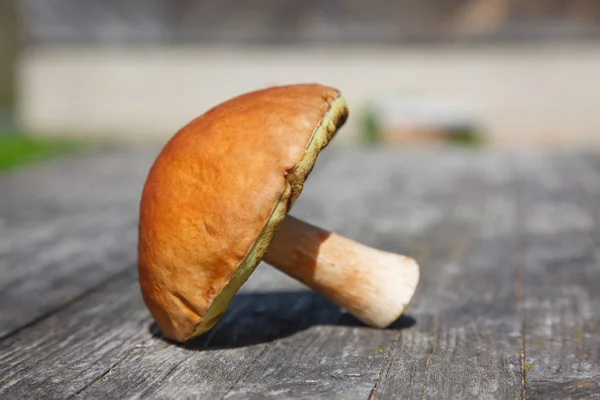 Forest Boletus Wooden Table — Stock Photo, Image