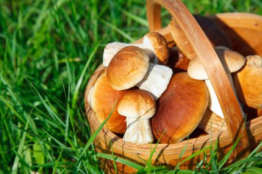 yeşil bir çim üzerinde sepette orman boletus