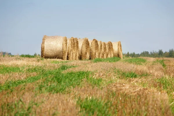 Campo Após Colheita Verão — Fotografia de Stock