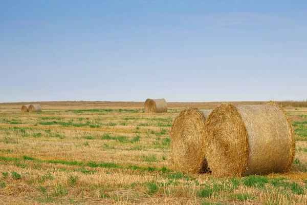 Campo Após Colheita Verão — Fotografia de Stock