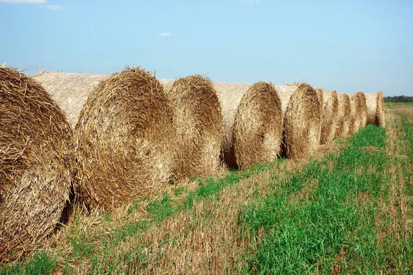 Field Summer Harvest Stock Image