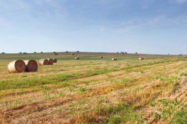 yaz hasat sonra alan