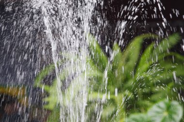 siyah arka plan üzerinde yeşil bitki ile çeşme