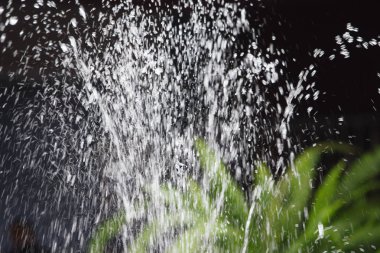 siyah arka plan üzerinde yeşil bitki ile çeşme