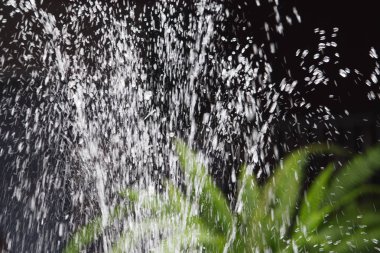 siyah arka plan üzerinde yeşil bitki ile çeşme