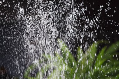 siyah arka plan üzerinde yeşil bitki ile çeşme