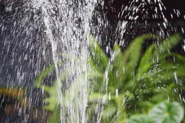 siyah arka plan üzerinde yeşil bitki ile çeşme