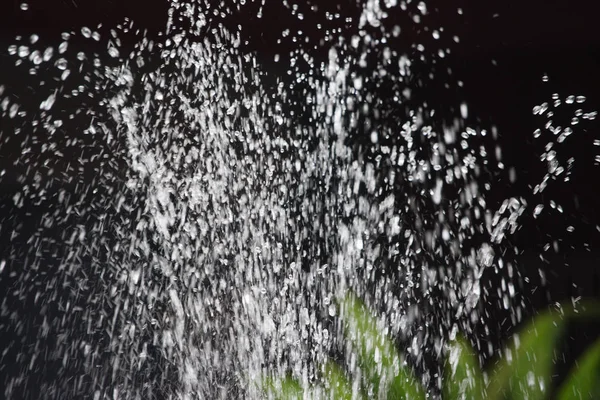 siyah arka plan üzerinde yeşil bitki ile çeşme