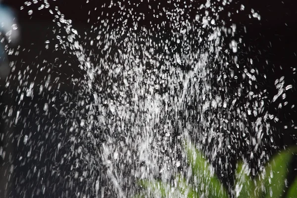 siyah arka plan üzerinde yeşil bitki ile çeşme