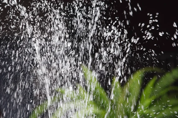 siyah arka plan üzerinde yeşil bitki ile çeşme