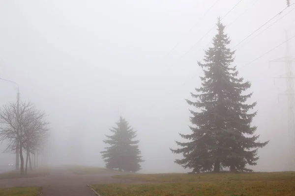 Herfst Landschap Met Stroomlijn Bomen Mist — Stockfoto