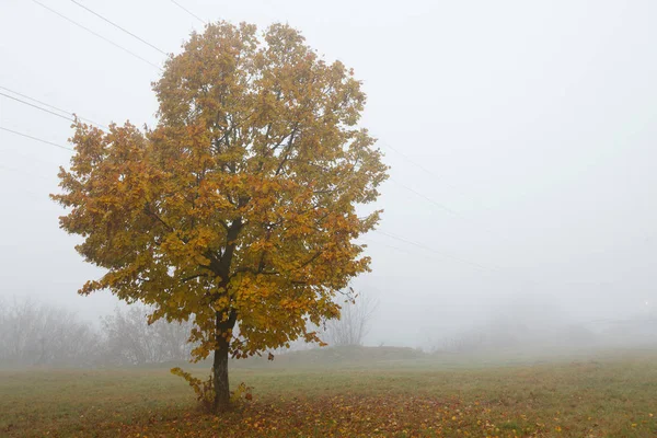 Herbstlandschaft Mit Hochspannungsleitung Und Bäumen Nebel — Stockfoto