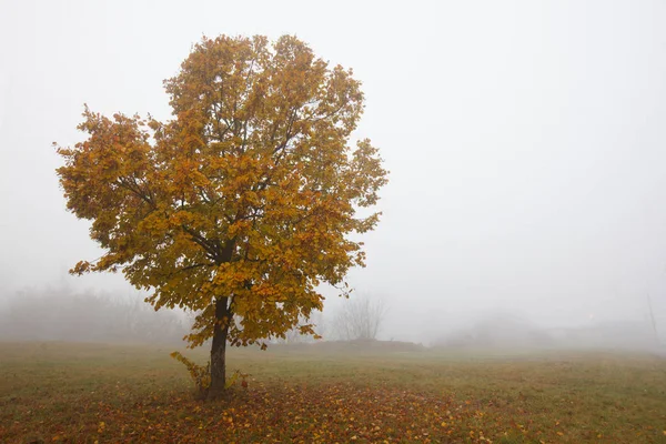 Осенний Пейзаж Деревьями Тумане — стоковое фото