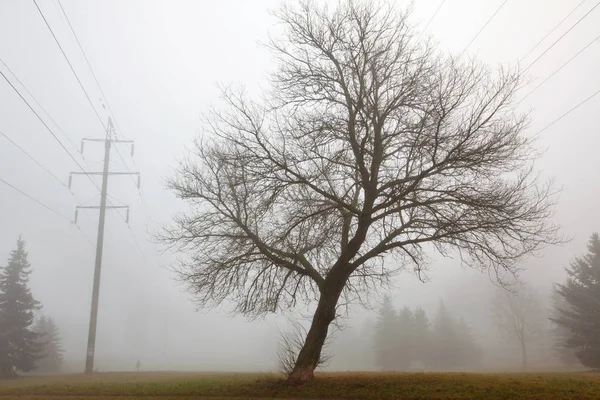 Herbstlandschaft Mit Hochspannungsleitung Und Bäumen Nebel — Stockfoto