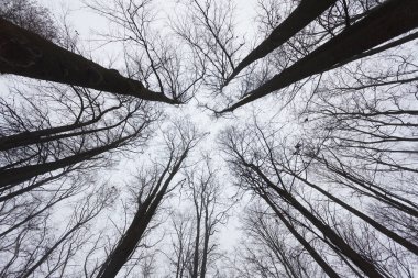 Ağaç dalları kıştan önce gökyüzüne karşı