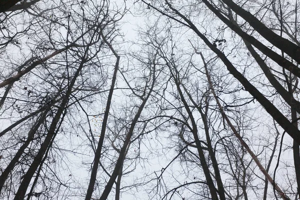 Ağaç Dalları Kıştan Önce Gökyüzüne Karşı — Stok fotoğraf