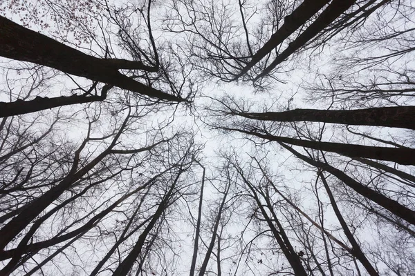 Ramos Árvores Contra Céu Antes Inverno — Fotografia de Stock