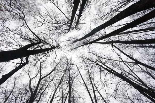Ramos Árvores Contra Céu Antes Inverno — Fotografia de Stock