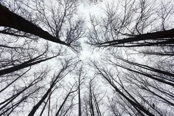 Гілки Дерев Небі Перед Зимою — стокове фото