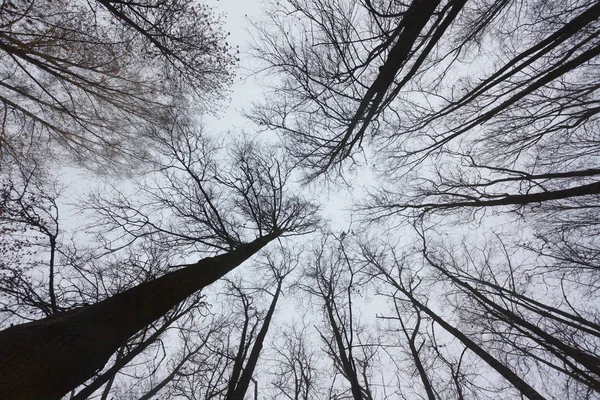 Κλαδιά Δέντρων Στον Ουρανό Πριν Χειμώνα — Φωτογραφία Αρχείου