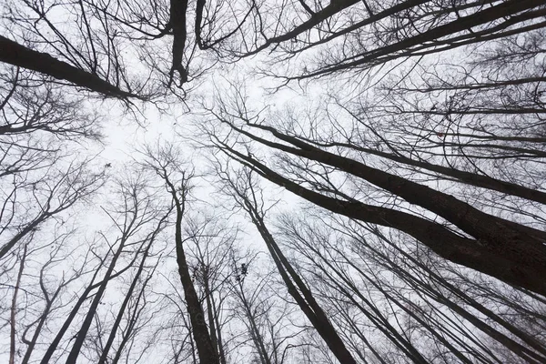 Ramos Árvores Contra Céu Antes Inverno — Fotografia de Stock