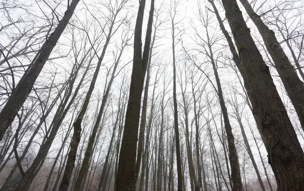 Ramos Árvores Contra Céu Antes Inverno — Fotografia de Stock