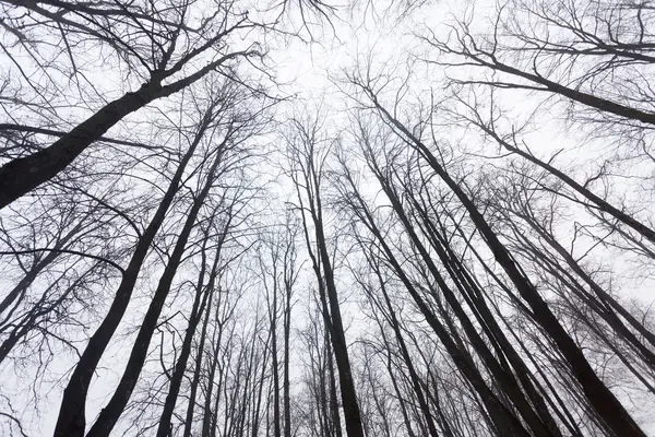 Κλαδιά Δέντρων Στον Ουρανό Πριν Χειμώνα — Φωτογραφία Αρχείου