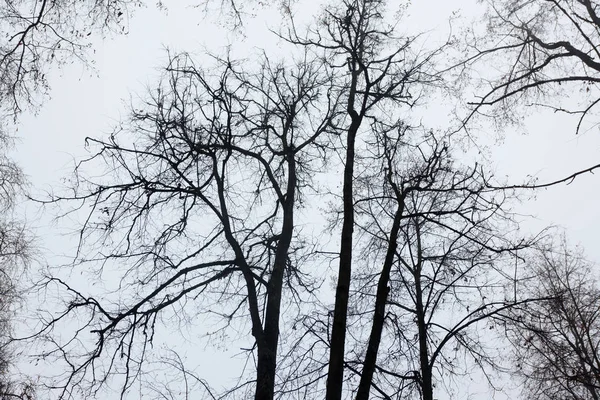 Branches Arbres Contre Ciel Avant Hiver — Photo