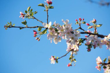 Baharda ağaçlarda beyaz elma çiçekleri