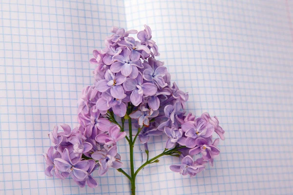 Lilac flowers on a squared exercise-book