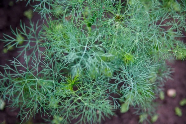Zielony Koperek Ogrodzie — Zdjęcie stockowe
