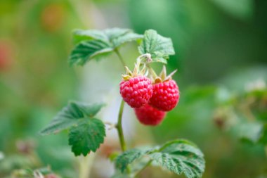 Bir köy bahçesindeki bir dalda ahududu.