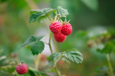 Bir köy bahçesindeki bir dalda ahududu.