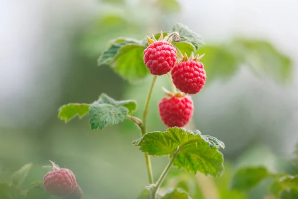 Himbeeren Auf Einem Ast Einem Dorfgarten — Stockfoto