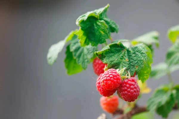 Himbeeren Auf Einem Ast Einem Dorfgarten — Stockfoto