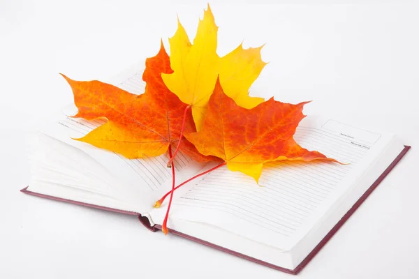 Book Autumn Leaves — Stock Photo, Image