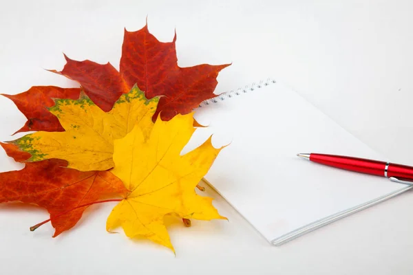 Book Autumn Leaves — Stock Photo, Image