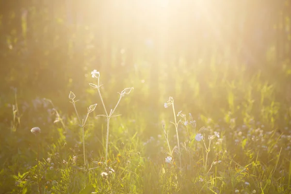 Die Blumen Gegen Den Sonnenuntergang — Stockfoto