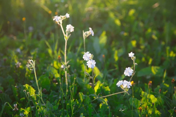 Flowers Sunset — Stock Photo, Image