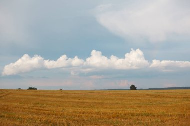 Tarlada hasat zamanı kırsal alan