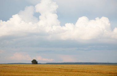Tarlada hasat zamanı kırsal alan