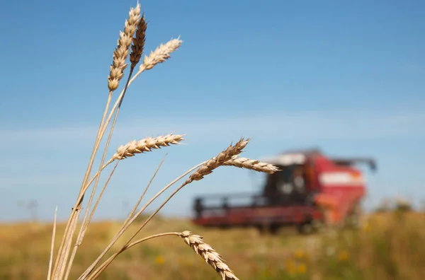 Tarlada buğday filizi ve hasatçıları birleştirin.