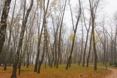 Sonbahar ormanında, renkli yapraklarla