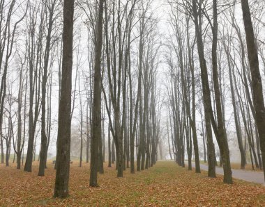 Sonbahar ormanında, renkli yapraklarla