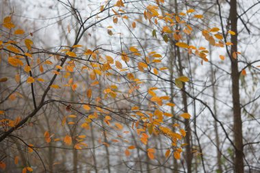 Sonbahar ağaçlarında renkli yapraklar
