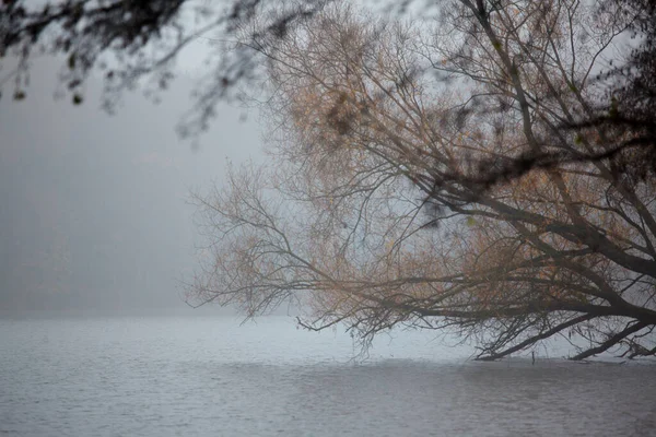 Paisagem Outono Com Nevoeiro Árvores Rio — Fotografia de Stock
