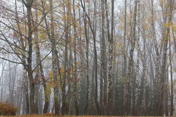 Farbige Blätter Den Herbstbäumen — Stockfoto