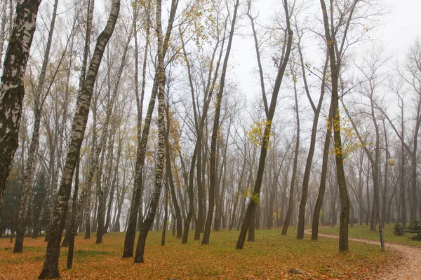 Podzimním Lese Barevnými Listy — Stock fotografie