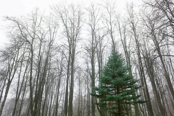 Grön Gran Bakgrunden Höstskogen Dimman — Stockfoto